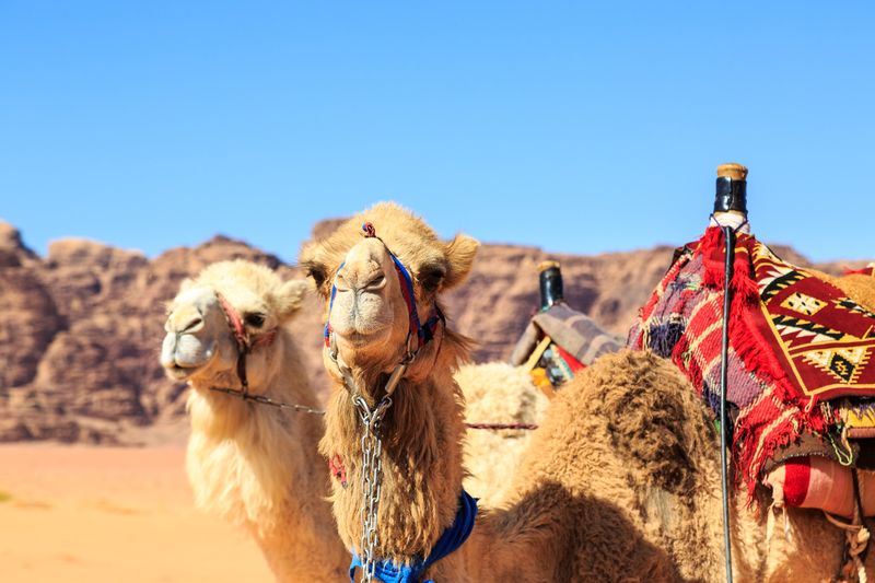 Camel Riding in Petra & Wadi Rum